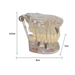 Model chrupu Transparent De Luxe 1:1